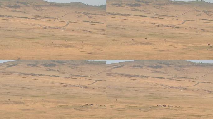 空中: 来自马赛部落的牧民在非洲的牧场上收集牛