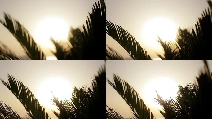 阳光穿过棕榈树的叶子在温暖的阴影下，热带景象