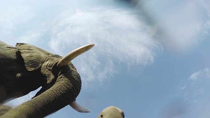大象在相机正上方喝水的壮观镜头，博茨瓦纳奥卡万戈三角洲