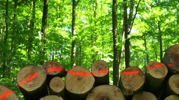 高清堆叠的木材在春天的森林多莉拍摄（4:2:2）