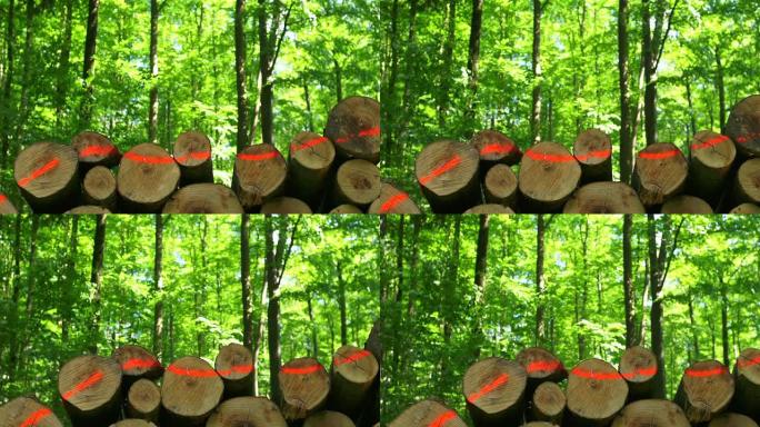高清堆叠的木材在春天的森林多莉拍摄（4:2:2）