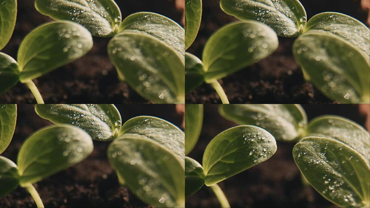 黄瓜发芽