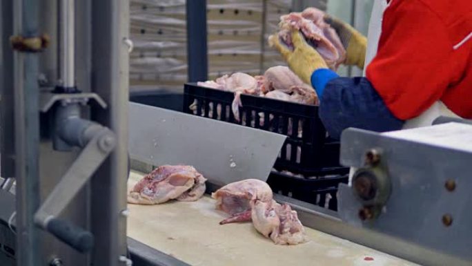 工厂工人从汇合加工厂的传送带上收集鸡尸体。4K。