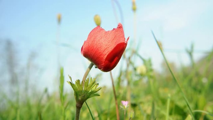 红色野花的延时红色野花绽放开花开