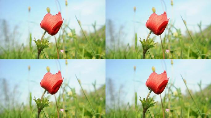 红色野花的延时红色野花绽放开花开
