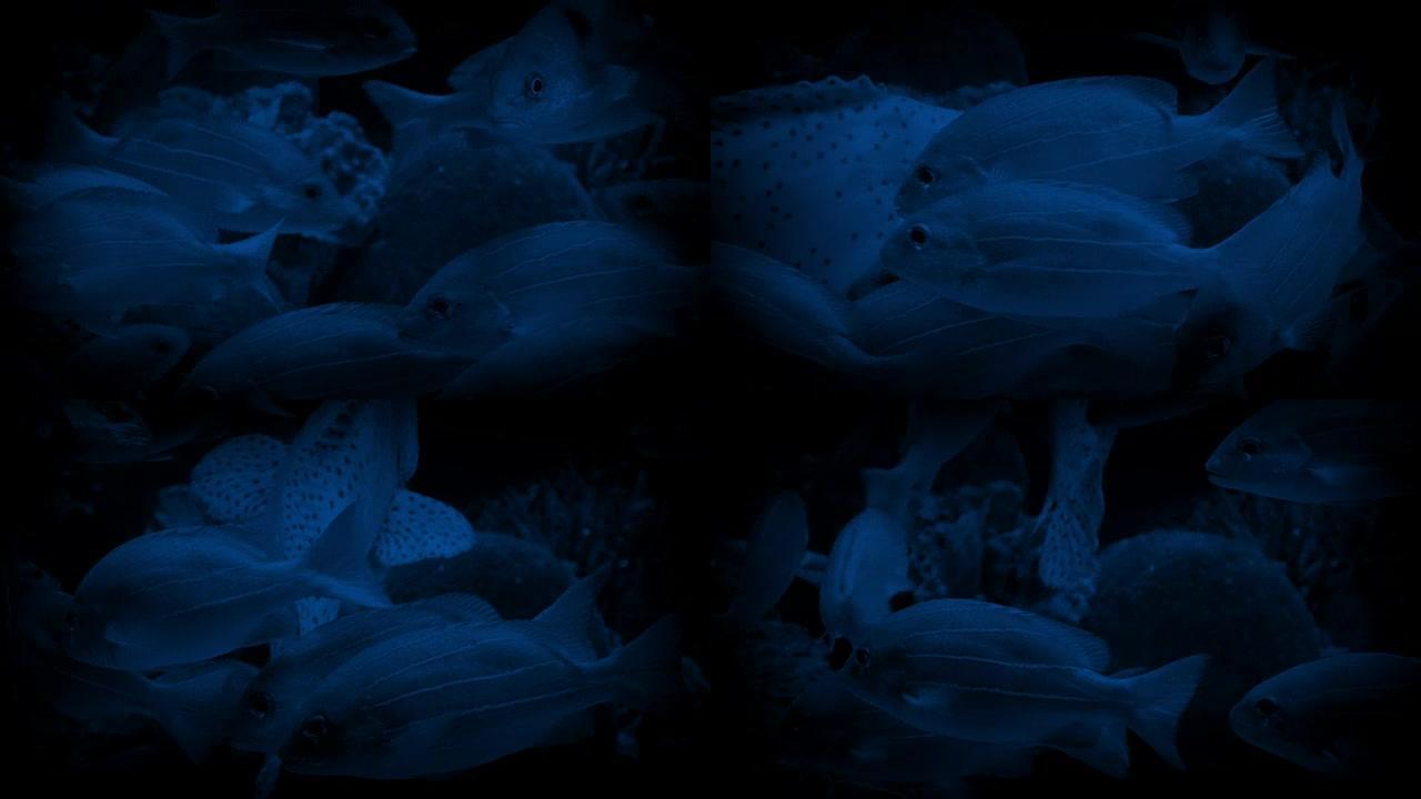 无数的鱼在黑暗中游动在礁石附近
