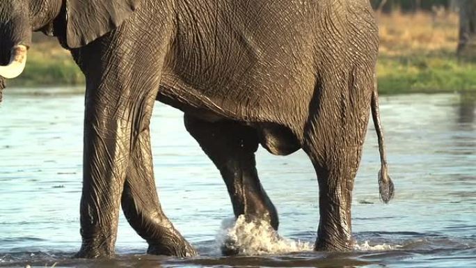 奥卡万戈三角洲一只大象穿越河的镜头