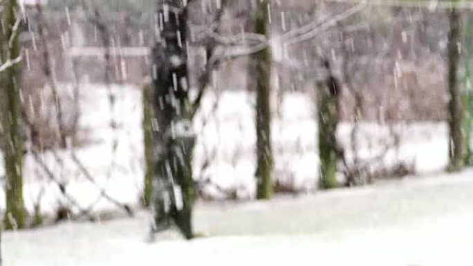 Snow女士在背景中落满树木