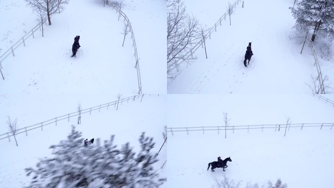 空中: 冬季仙境的雪地上骑马的大马