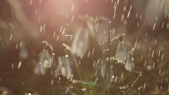 特写: 阳光明媚的雨天早晨美丽盛开的伽蓝春天的花朵