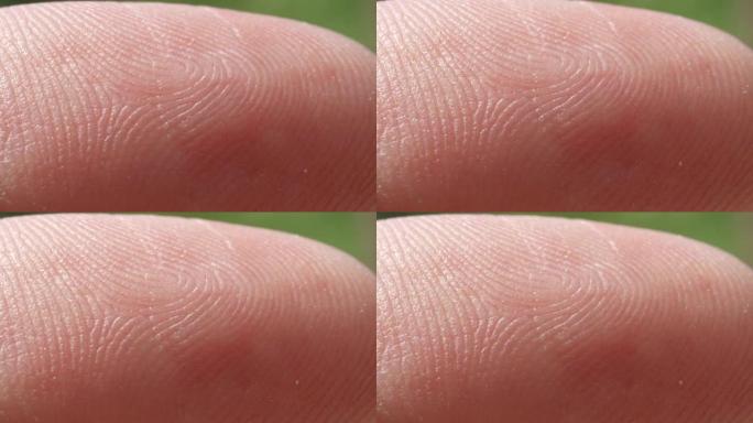 特写宏: 高加索食指皮肤图案的细节