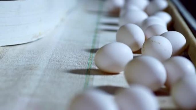 现代家禽养殖场内的鸡蛋生产线