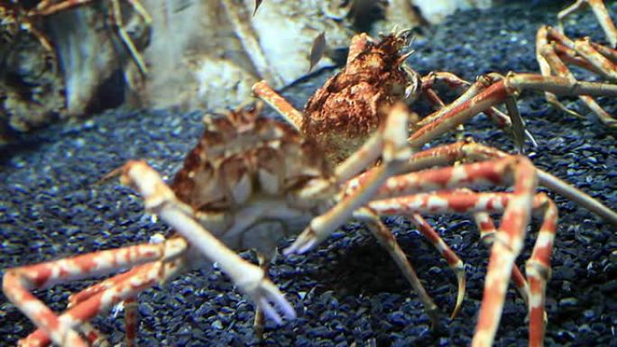 螃蟹在水下螃蟹在水下