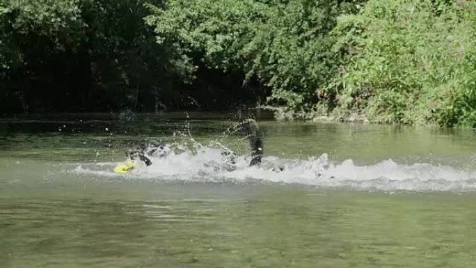 慢镜头:两只狗在追逐扔进浑浊河水中的黄色球。