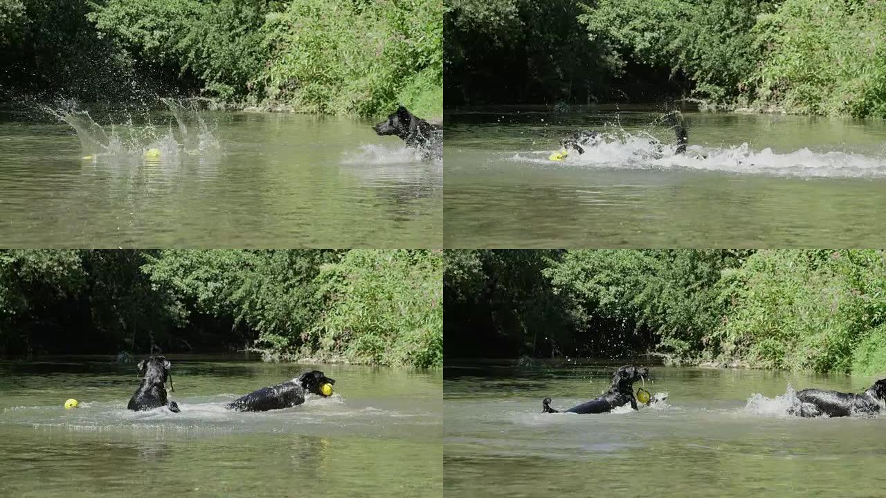 慢镜头:两只狗在追逐扔进浑浊河水中的黄色球。
