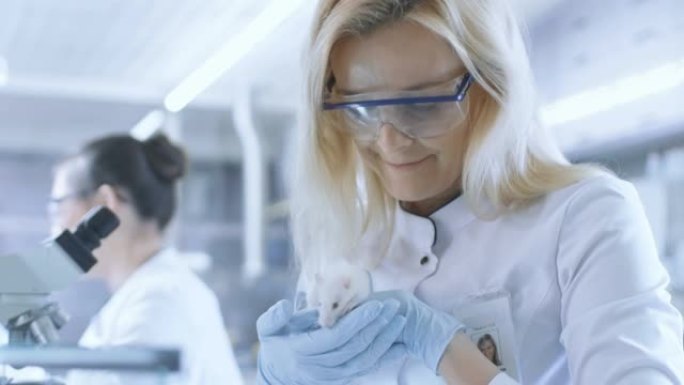 医学研究科学家持有实验室老鼠。她在一个明亮而现代的实验室工作。