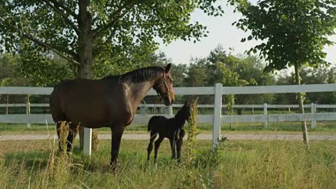 特写: 可爱的小马驹和强壮的母马站在牧场的草地上