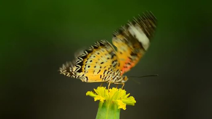 豹纹蝴蝶