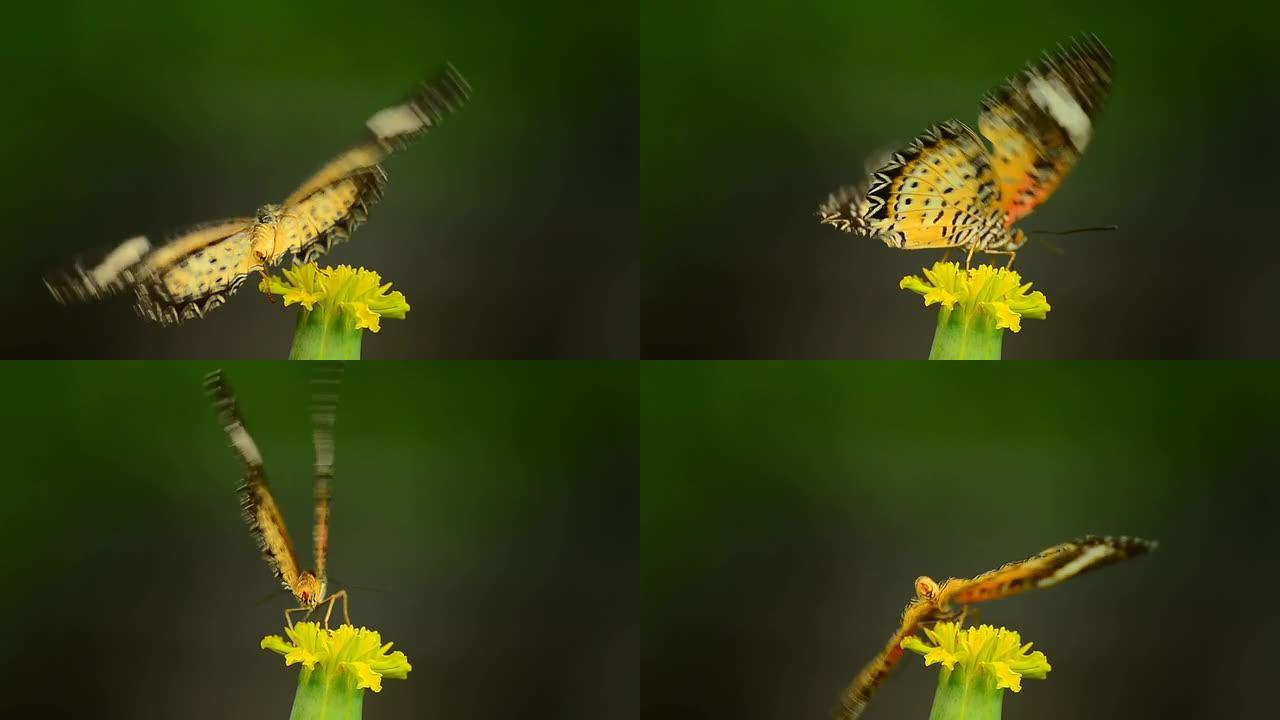 豹纹蝴蝶