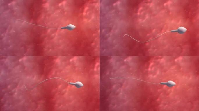精子受精的移动卵细胞