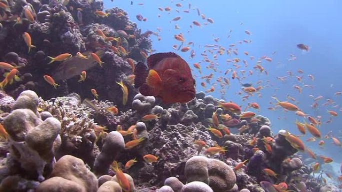 东星斑海底世界鱼群生物多样性