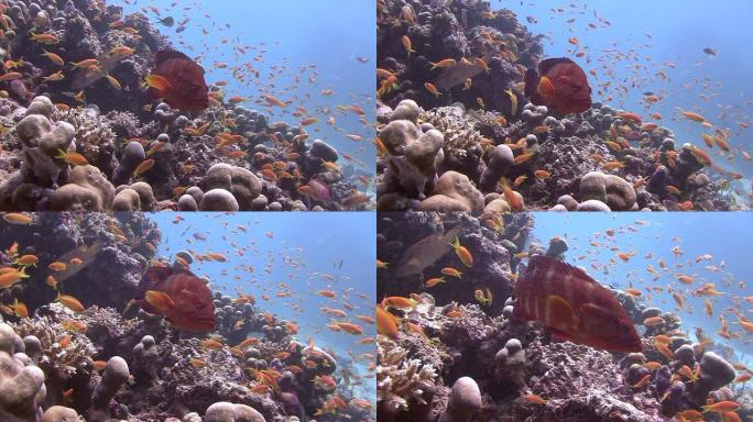 东星斑海底世界鱼群生物多样性