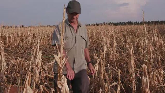 农民检查因干旱而遭受破坏的玉米作物