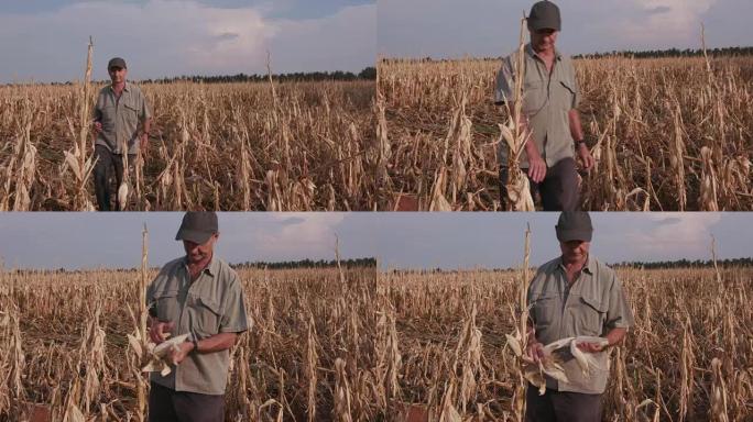 农民检查因干旱而遭受破坏的玉米作物