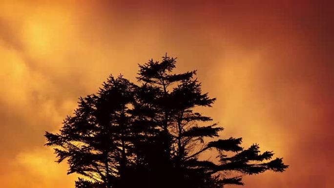 树木抵御炽热的夜空