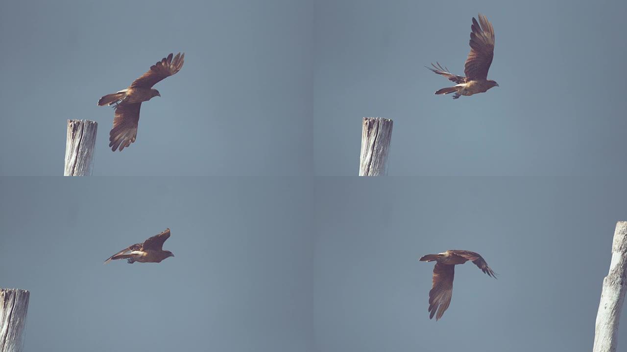 慢动作，doff: 雄伟的棕色猛禽鸟站在木杆上起飞。