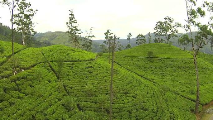 天线: 斯里兰卡郁郁葱葱的茶叶种植