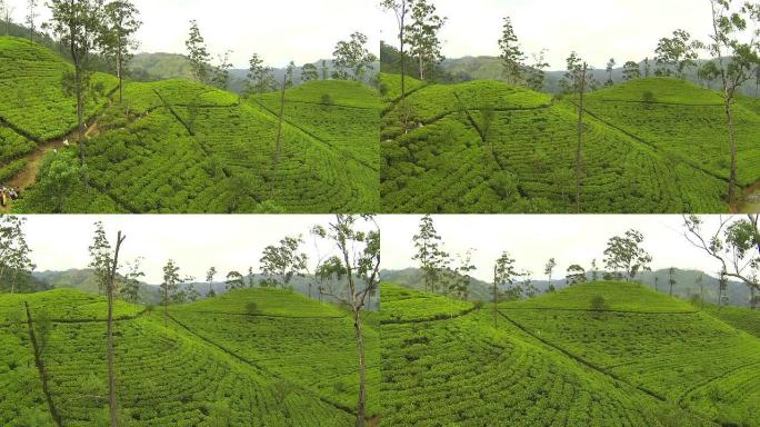 天线: 斯里兰卡郁郁葱葱的茶叶种植