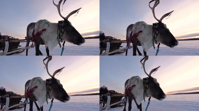 慢动作: 芬兰拉普兰冬季驯鹿雪橇上的旅游女孩