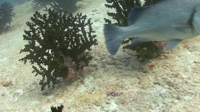树珊瑚热带鱼群海洋大海野生动物