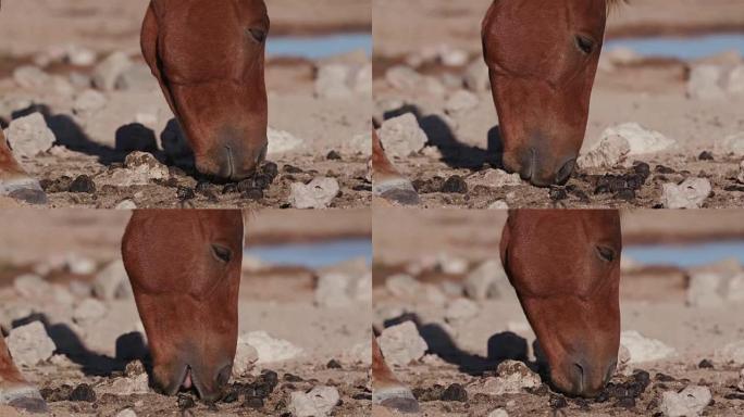 瘦弱的马吃粪便的4k视图