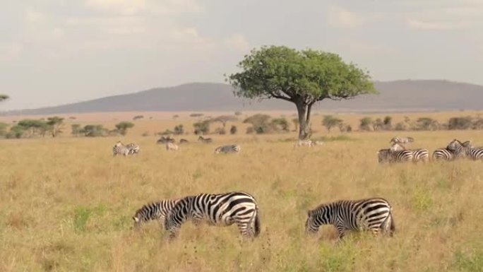 图片:斑马在大草原上放牧和在树荫下休息