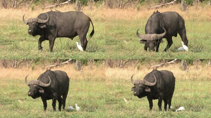 博茨瓦纳，老布法罗角公牛和啄木鸟看着相机
