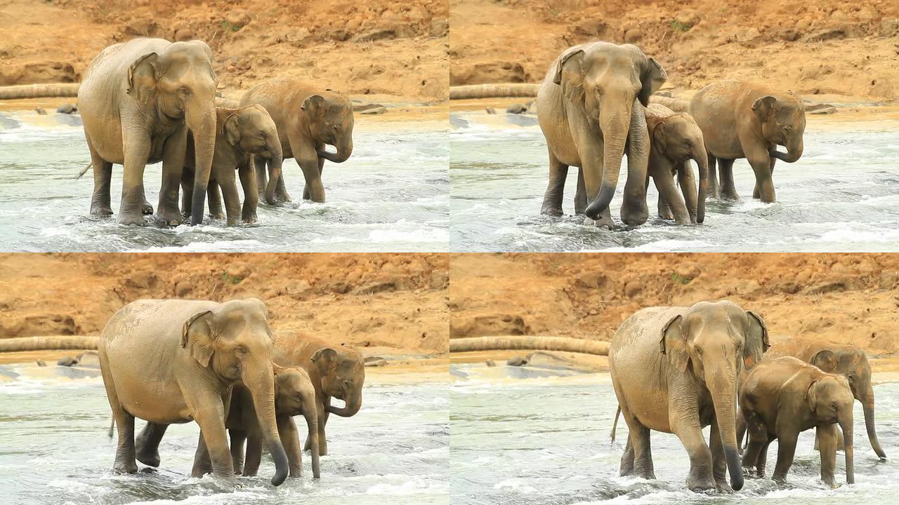 两只小象和妈妈两只小象和妈妈大象野生动物