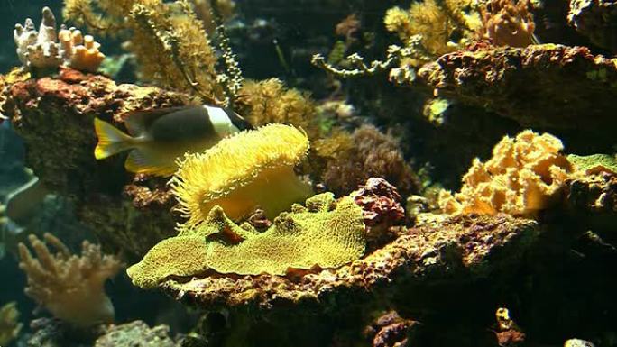 珊瑚礁上的珊瑚群落