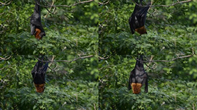 水果节拍蝙蝠野生动物保护生物生态飞翔飞鸟