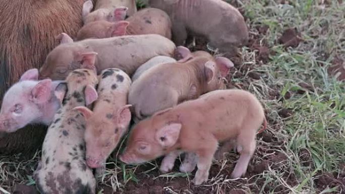 可爱的自由放养小猪挤在母亲周围