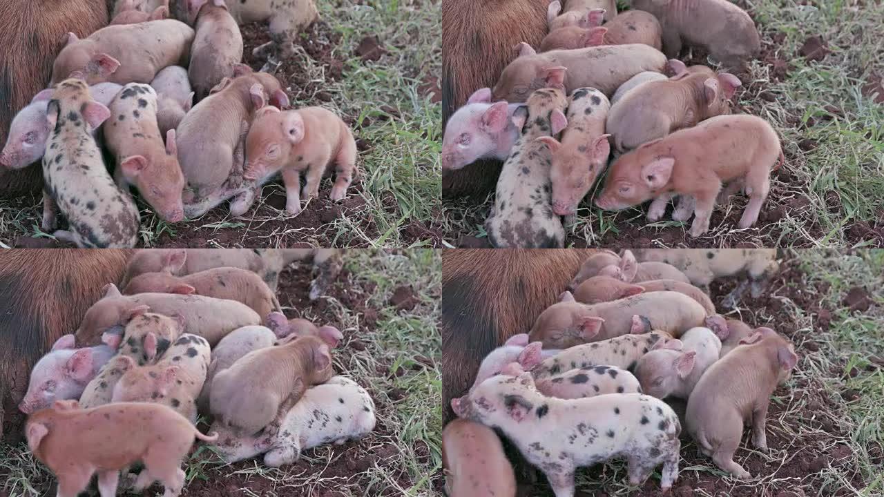 可爱的自由放养小猪挤在母亲周围