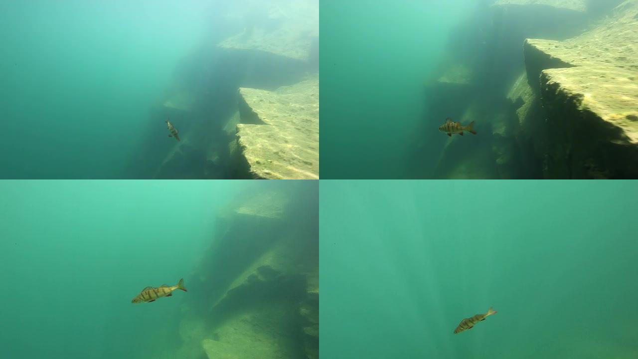 潜水员在水下追逐栖息处