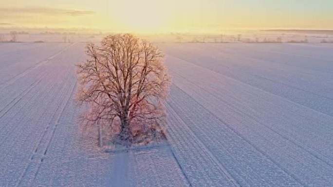 WS到MS鸟瞰图阳光照耀在斯洛文尼亚Prekmurje日出时白雪覆盖的乡村田野中宁静的田园诗般的单棵
