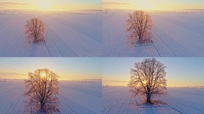WS到MS鸟瞰图阳光照耀在斯洛文尼亚Prekmurje日出时白雪覆盖的乡村田野中宁静的田园诗般的单棵