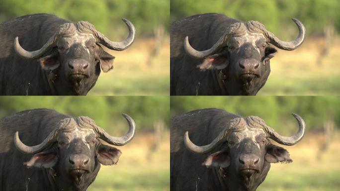 布法罗公牛的慢动作看着相机和拍打的耳朵