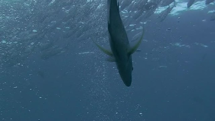 蓝鳍金枪鱼热带海洋大海野生动物海底世界