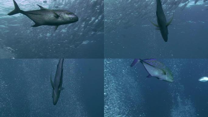 蓝鳍金枪鱼热带海洋大海野生动物海底世界