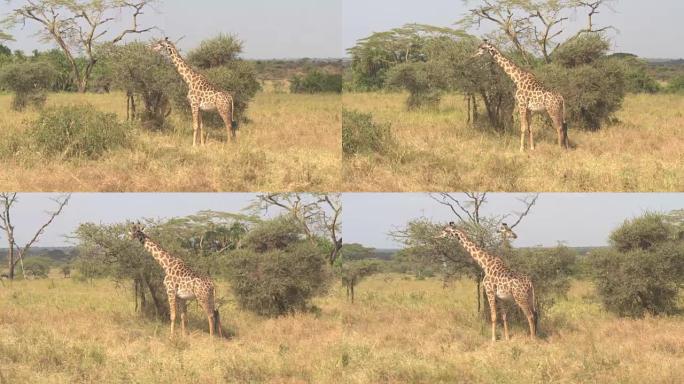 特写: 两只可爱的年轻长颈鹿吃着从相思树冠上拉树叶