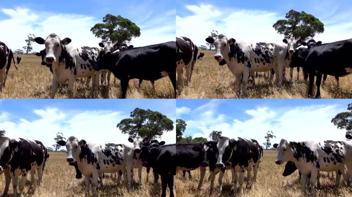 特写: 牧场上的年轻好奇的母牛看着相机